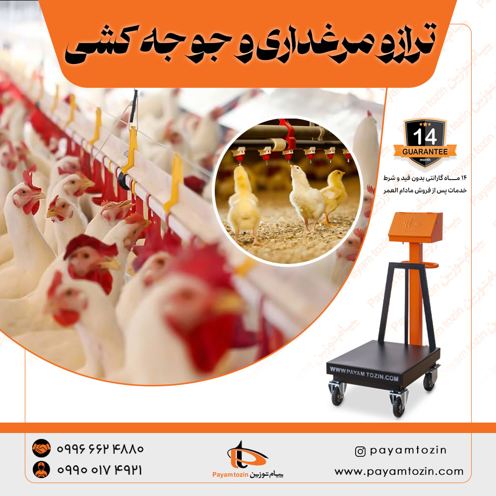 ترازو مرغداری و جوجه کشی